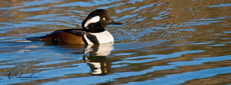 Wildlife Photography Galery Image