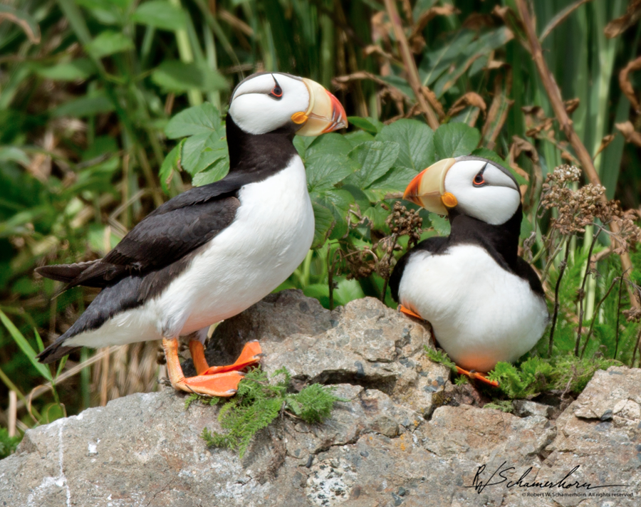 Wildlife Photography Galery Image