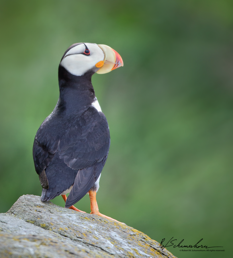 Wildlife Photography Galery Image
