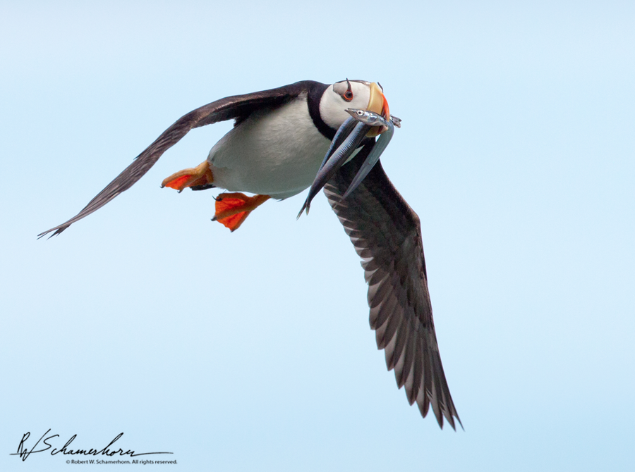 Wildlife Photography Galery Image