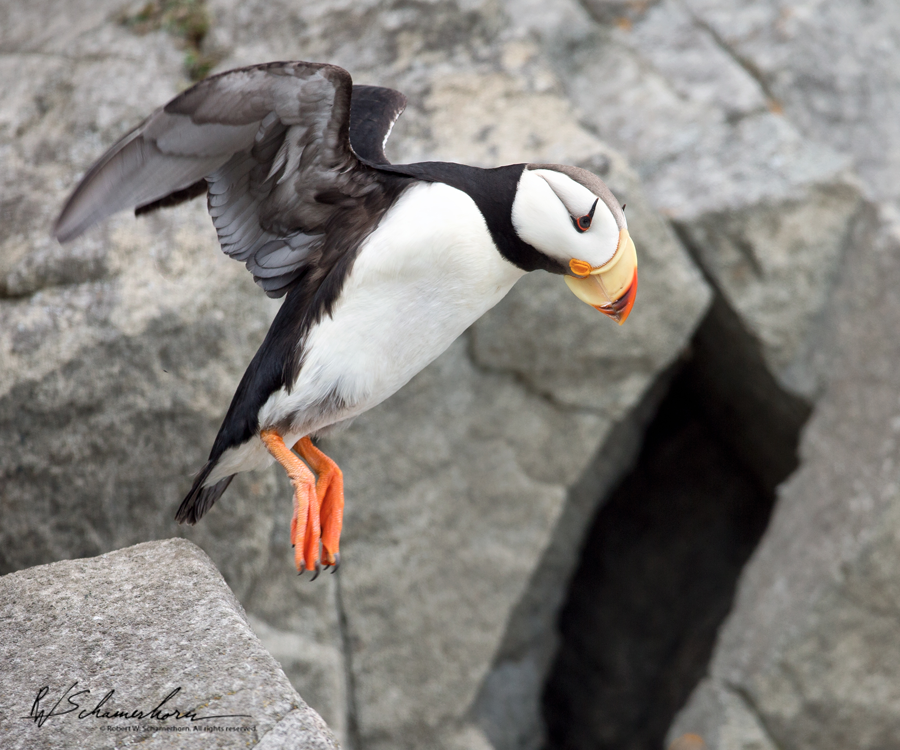 Wildlife Photography Galery Image
