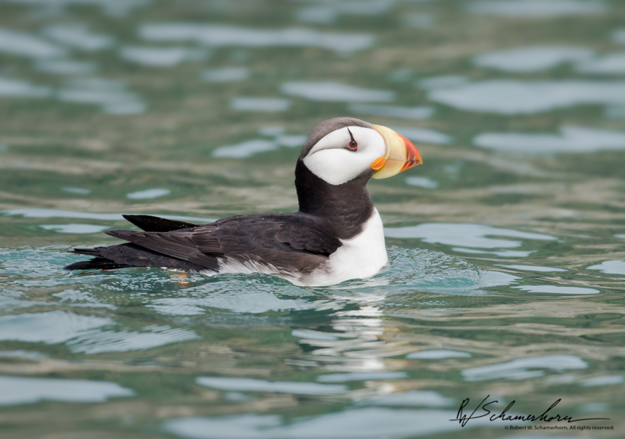 Wildlife Photography Galery Image