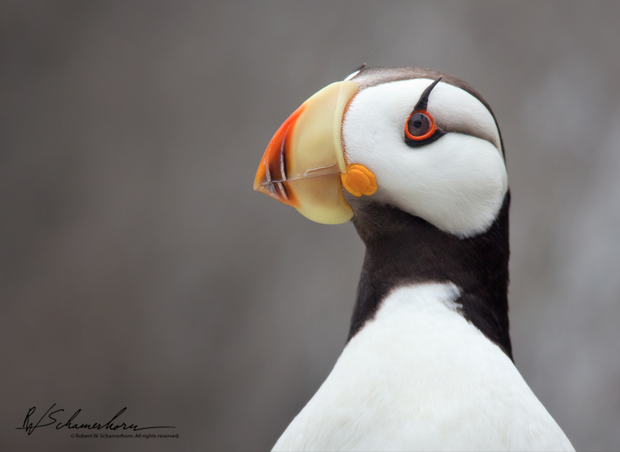 Wildlife Photography Galery Image