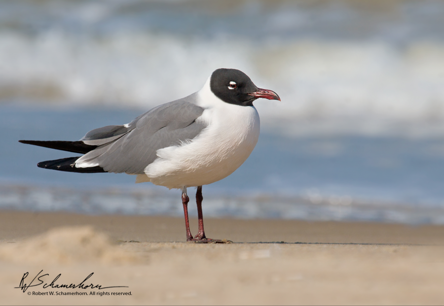 Wildlife Photography Gallery Image