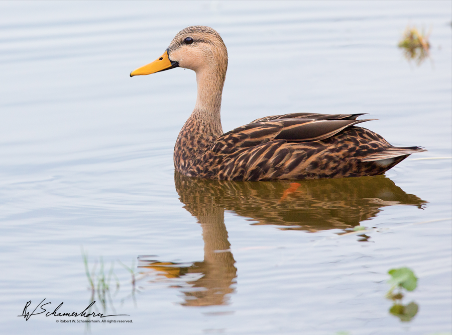 Wildlife Photography Gallery Image