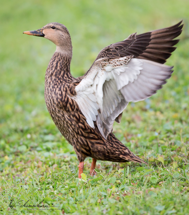 Wildlife Photography Gallery Image