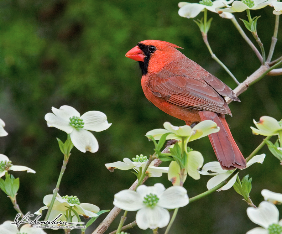 Wildlife Photography Galery Image