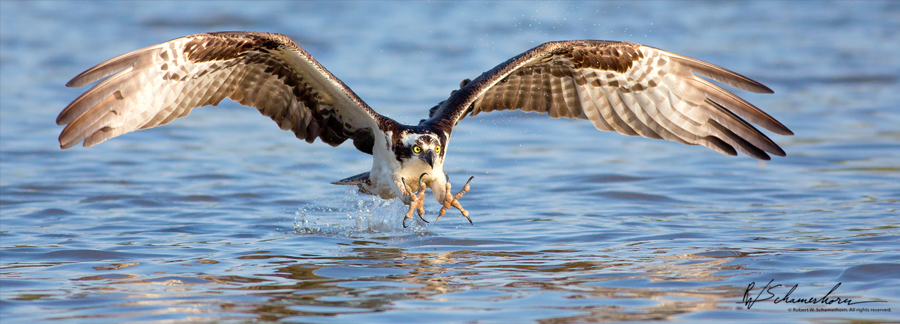 Wildlife Photography Galery Image