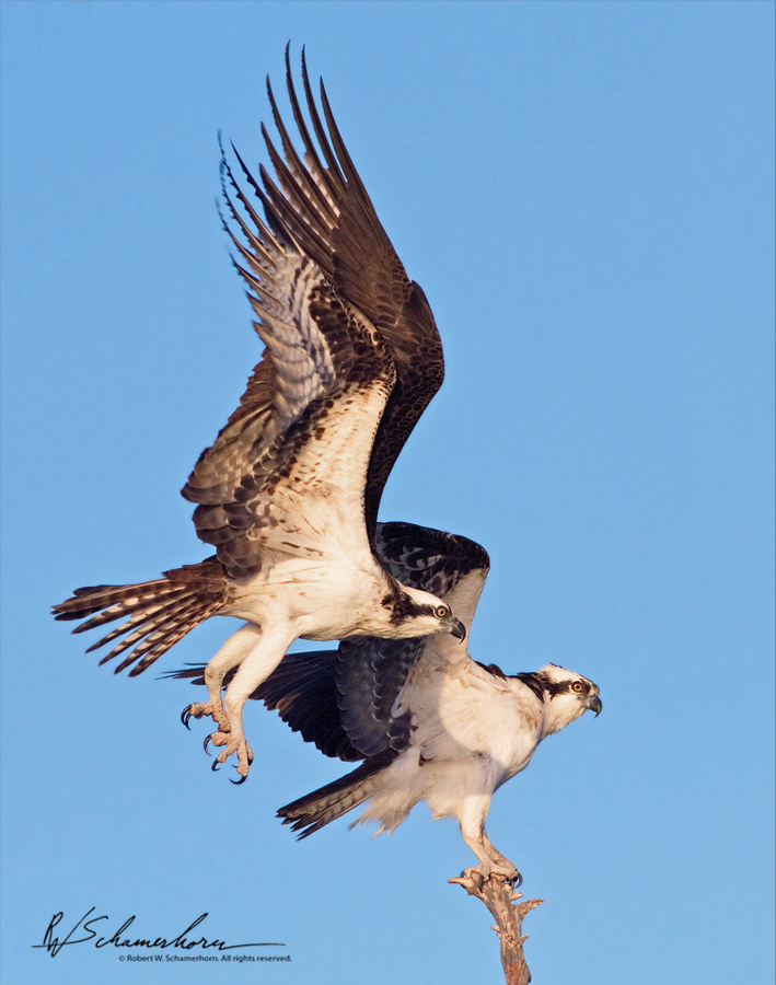 Wildlife Photography Galery Image