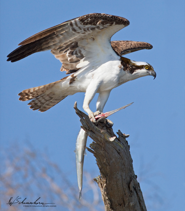 Wildlife Photography Galery Image