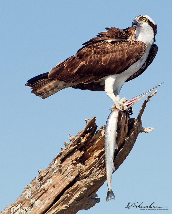 Wildlife Photography Galery Image