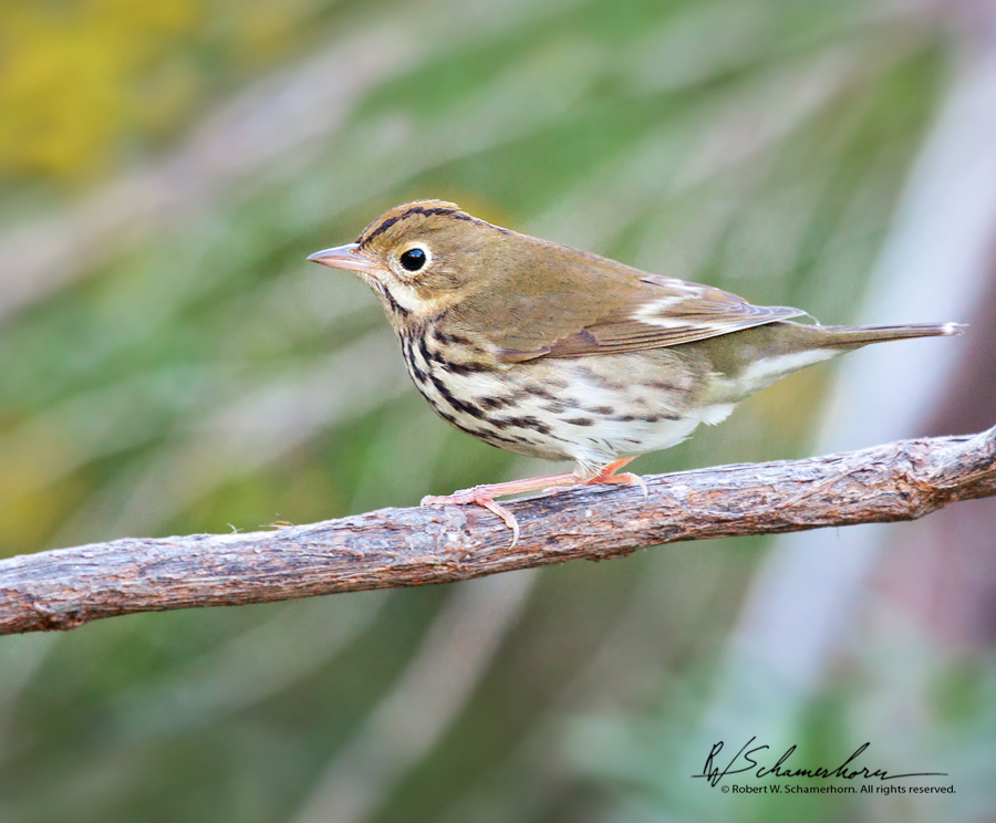 Wildlife Photography Gallery Image