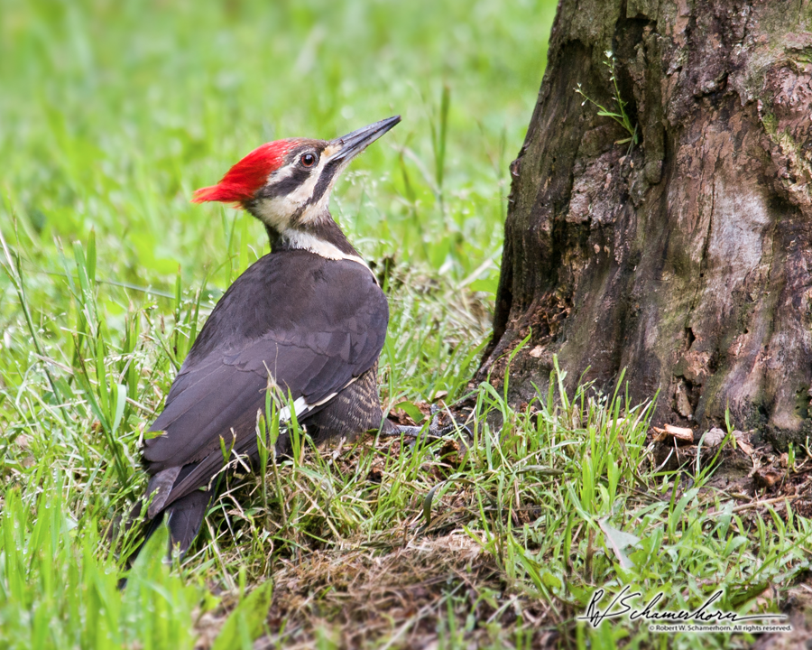 Wildlife Photography Galery Image