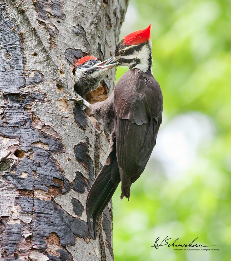 Wildlife Photography Galery Image
