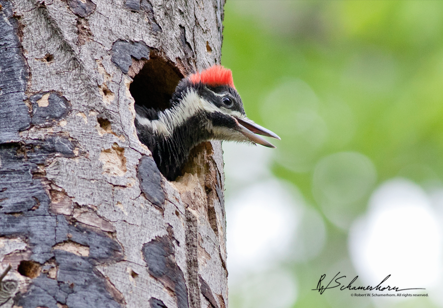 Wildlife Photography Galery Image