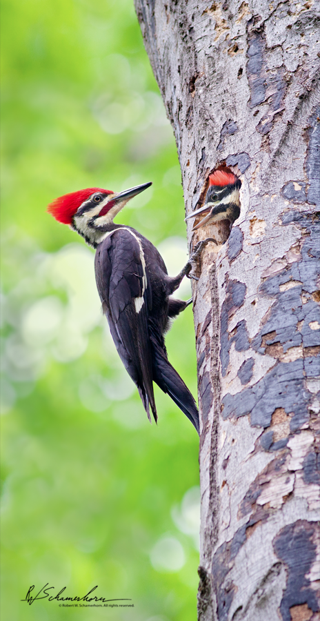 Wildlife Photography Galery Image