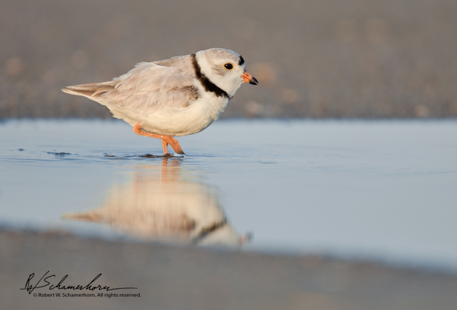 Wildlife Photography Gallery Image