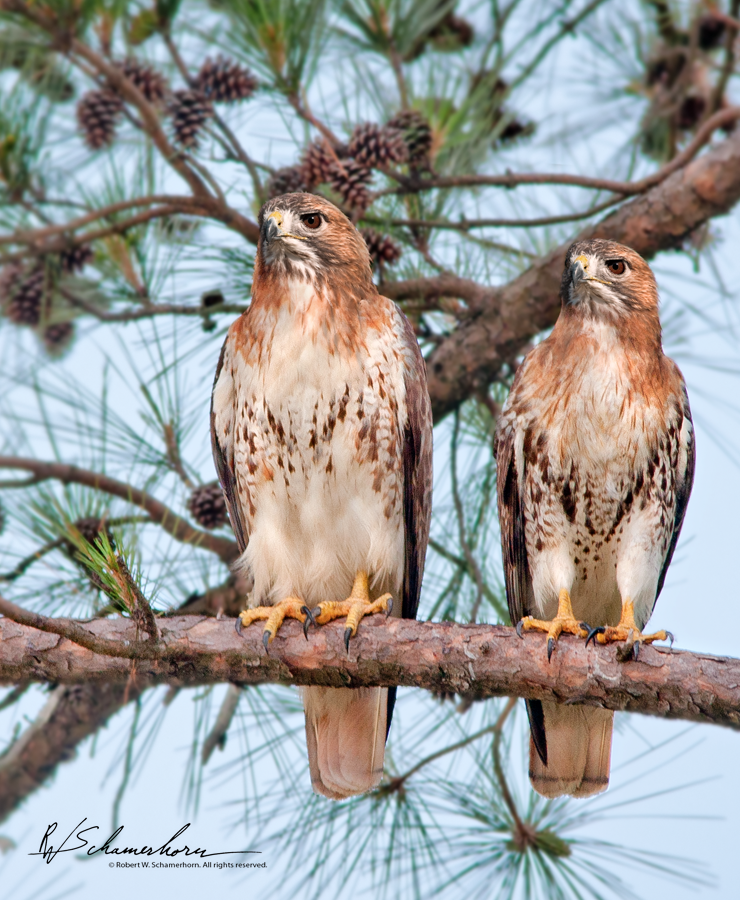 Wildlife Photography Galery Image