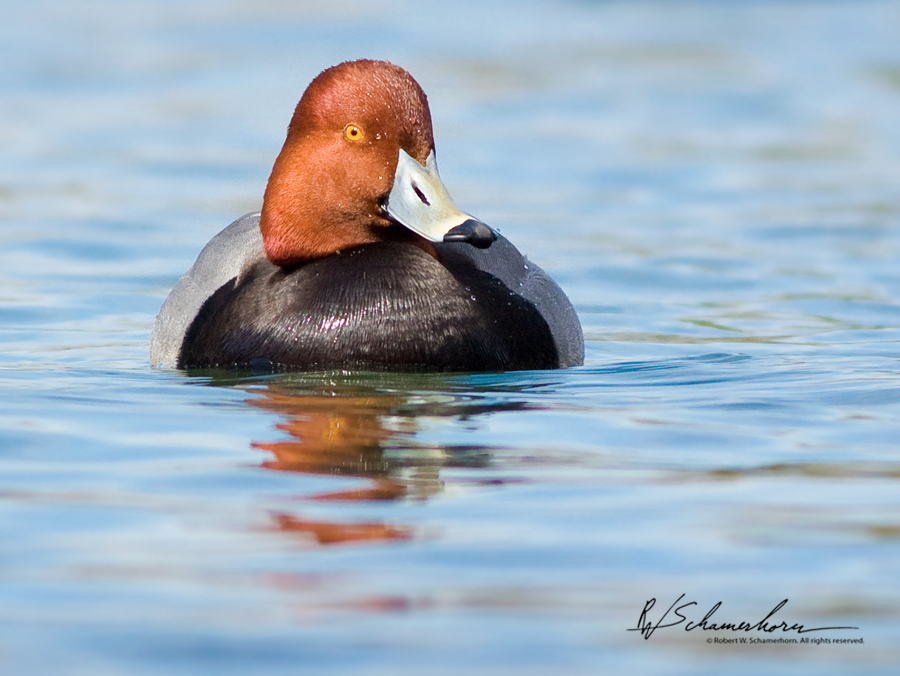 Wildlife Photography Galery Image