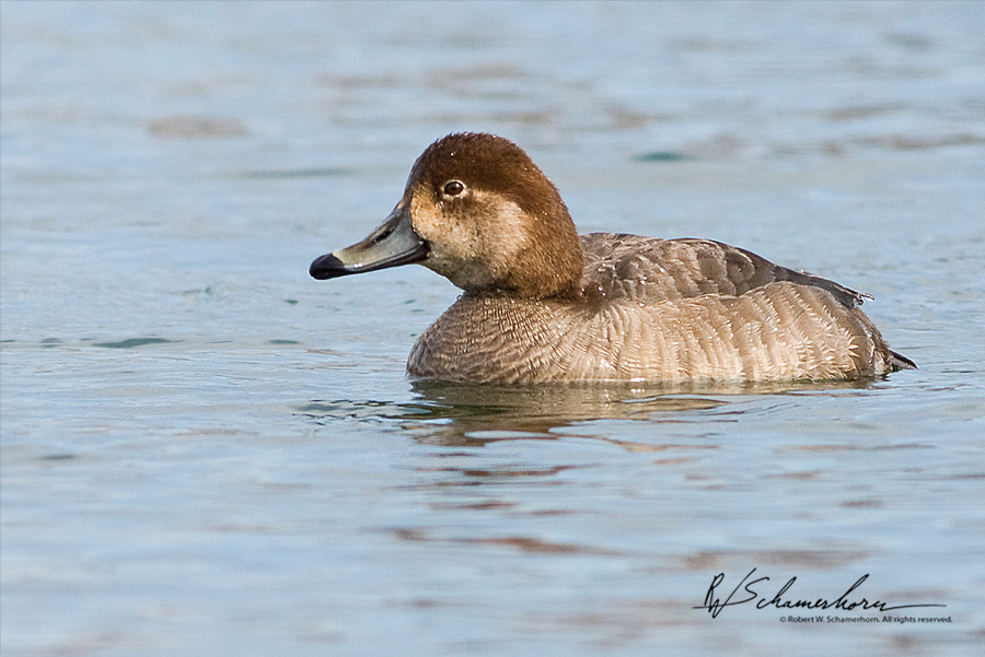 Wildlife Photography Galery Image