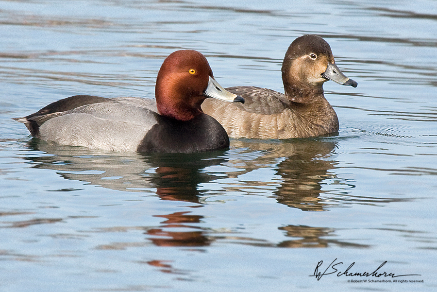 Wildlife Photography Galery Image