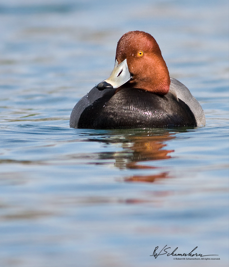 Wildlife Photography Galery Image