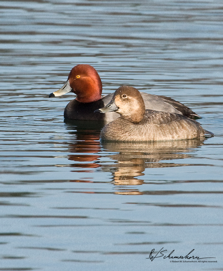 Wildlife Photography Galery Image
