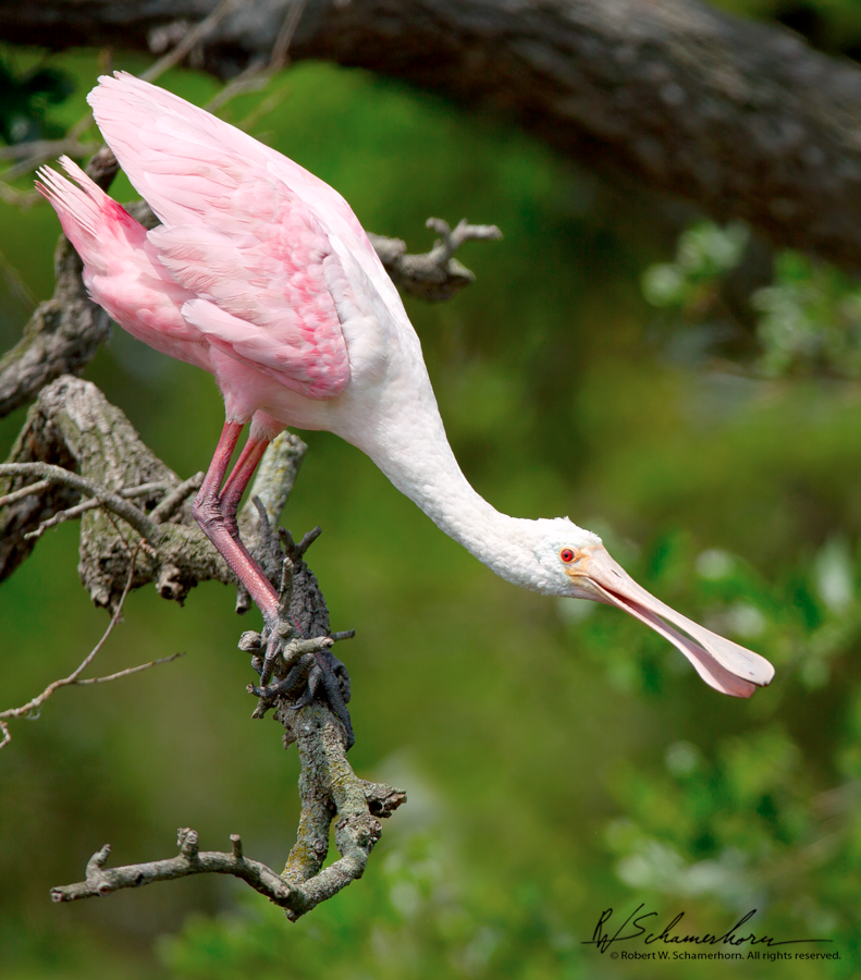 Wildlife Photography Gallery Image
