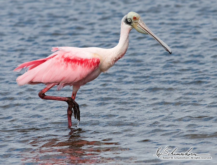 Wildlife Photography Gallery Image