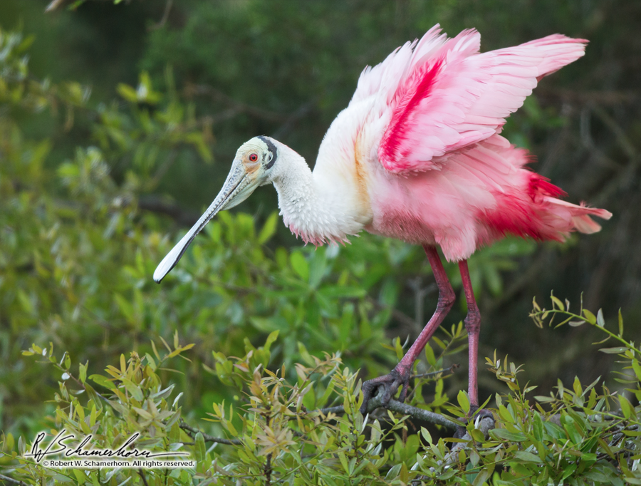 Wildlife Photography Gallery Image