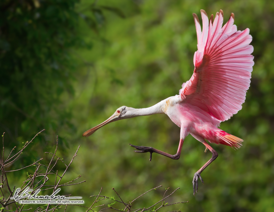 Wildlife Photography Gallery Image