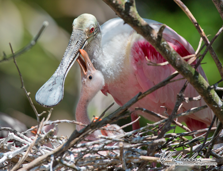 Wildlife Photography Gallery Image