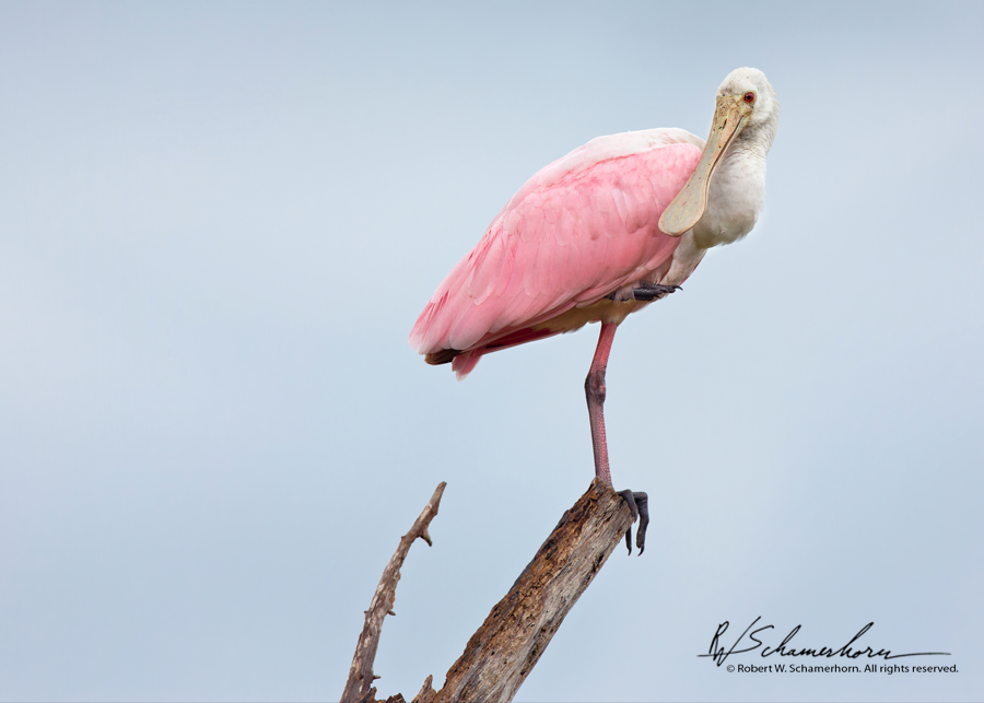 Wildlife Photography Gallery Image