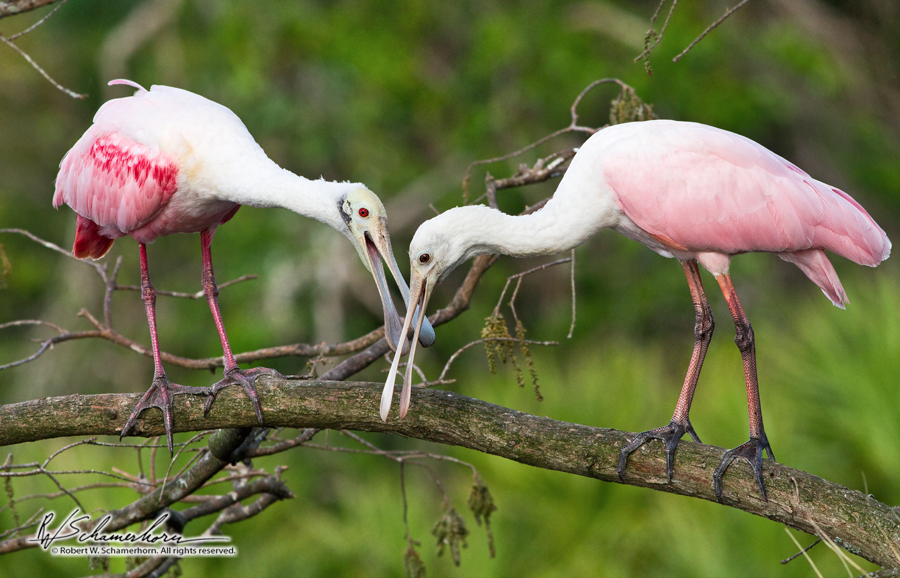 Wildlife Photography Gallery Image