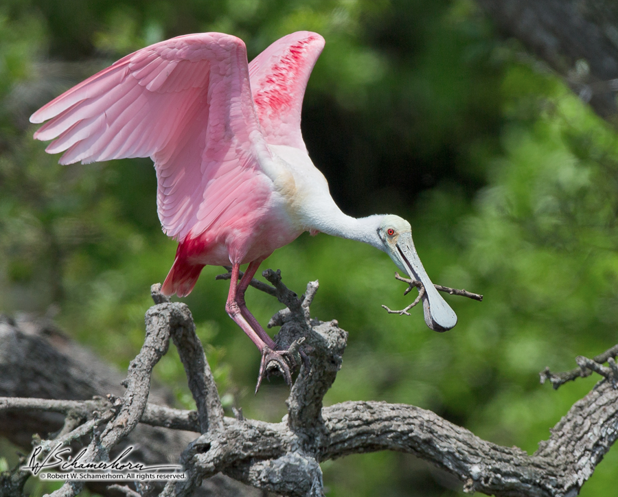 Wildlife Photography Gallery Image