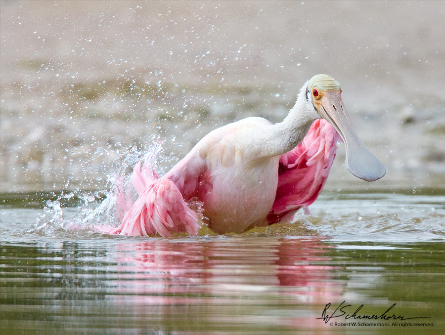 Wildlife Photography Gallery Image