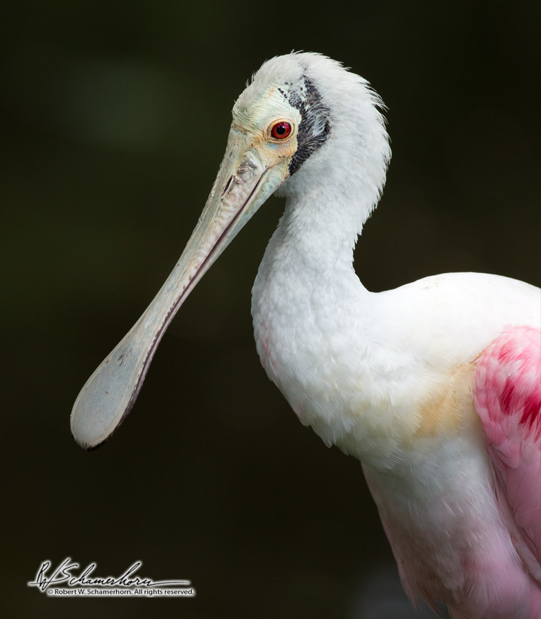 Wildlife Photography Gallery Image