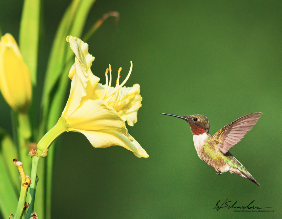 Wildlife Photography Galery Image
