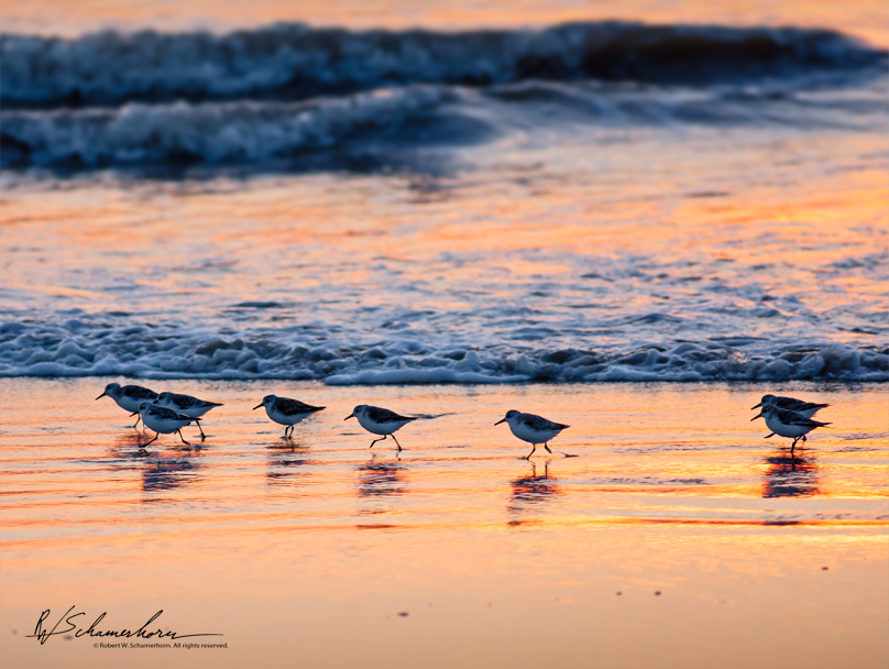 Wildlife Photography Galery Image