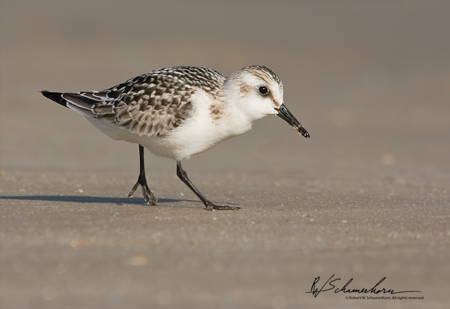 Wildlife Photography Galery Image
