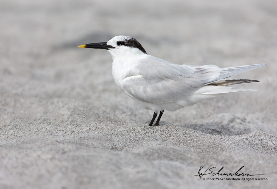 Wildlife Photography Gallery Image