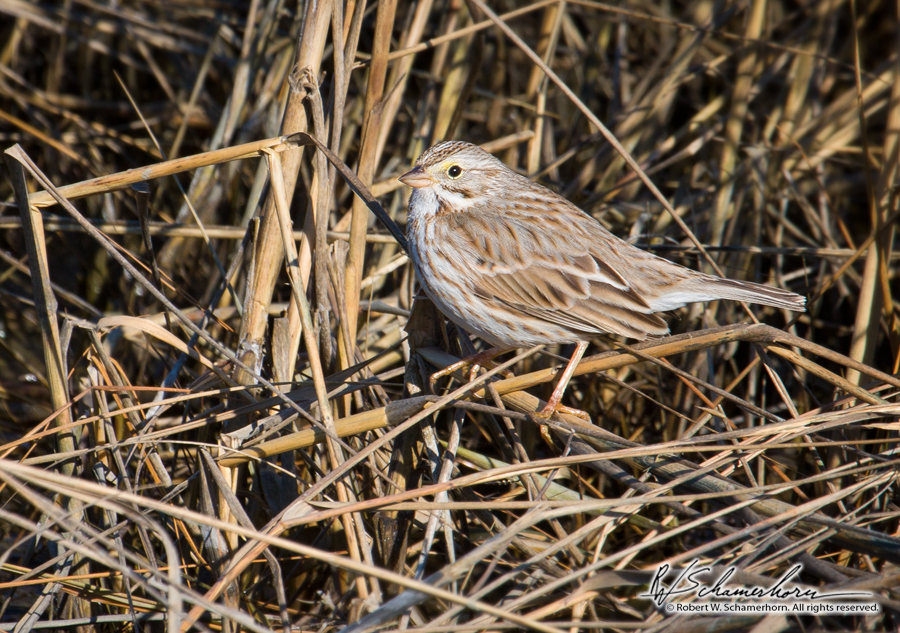 Wildlife Photography Gallery Image