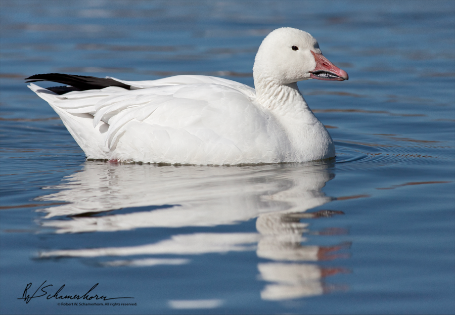 Wildlife Photography Galery Image