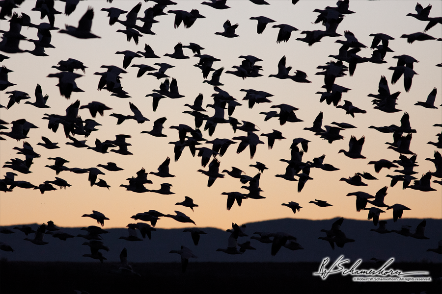Wildlife Photography Galery Image