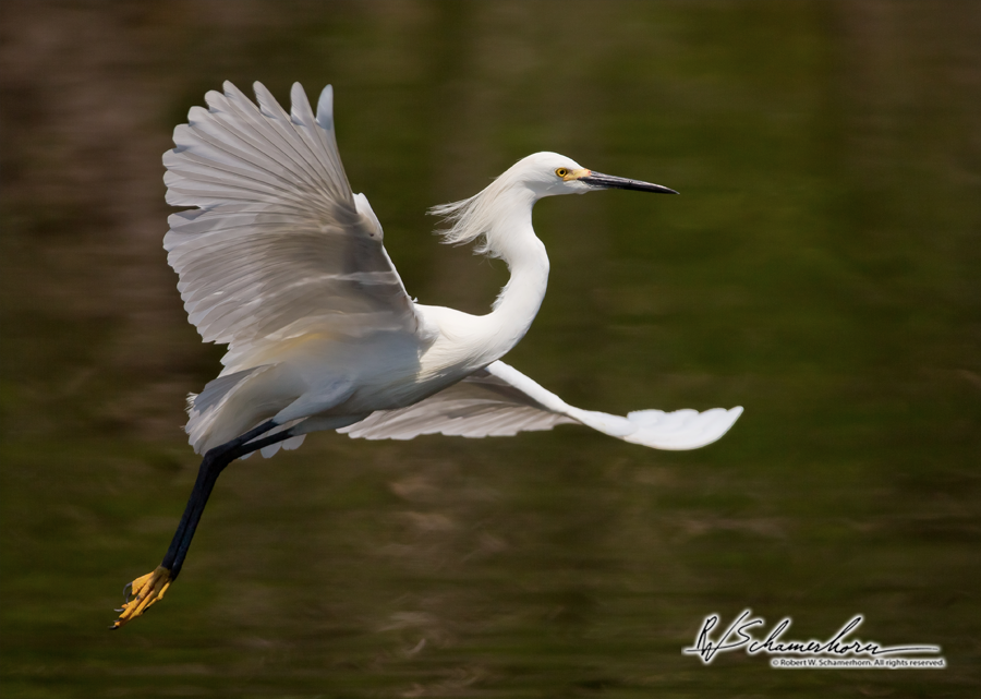 Wildlife Photography Galery Image