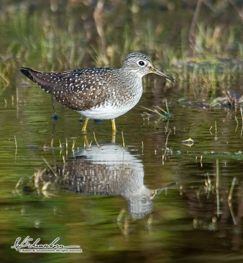 Wildlife Photography Gallery Image