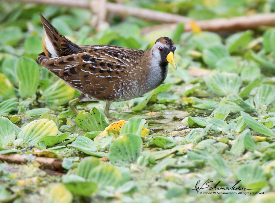 Wildlife Photography Gallery Image