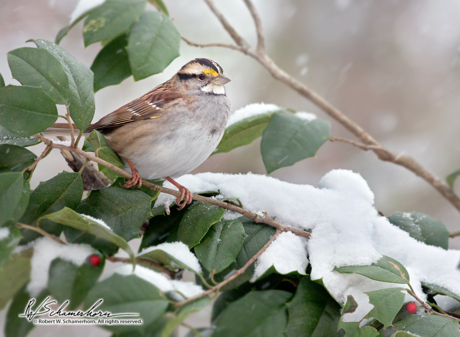 Wildlife Photography Gallery Image