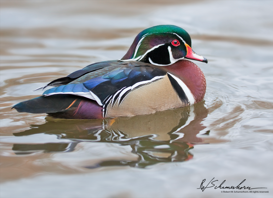 Wildlife Photography Galery Image