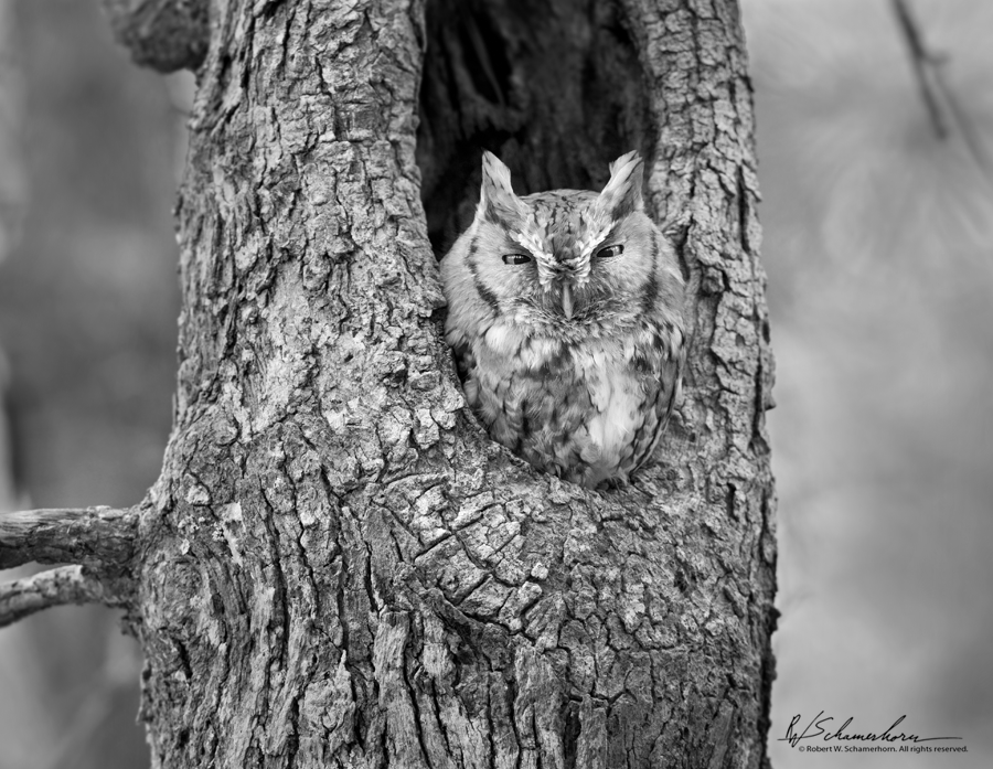 Wildlife Photography Gallery Image